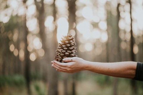 woman offering pine cone Natalie Grainger Unsplash